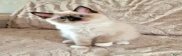 Ragdoll cats for sale: 2 Beautiful Ragdoll Kittens - Advert 10