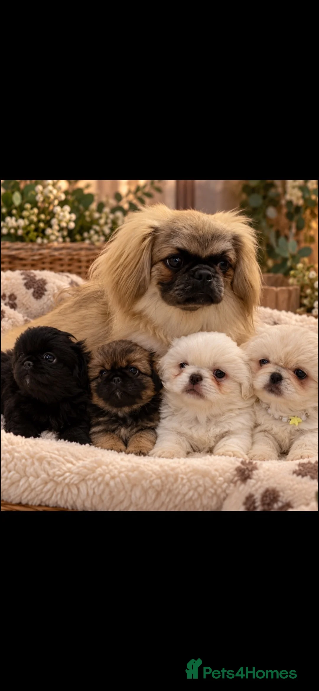 Pekingese dogs for sale: Pekingese puppies  - Advert 6