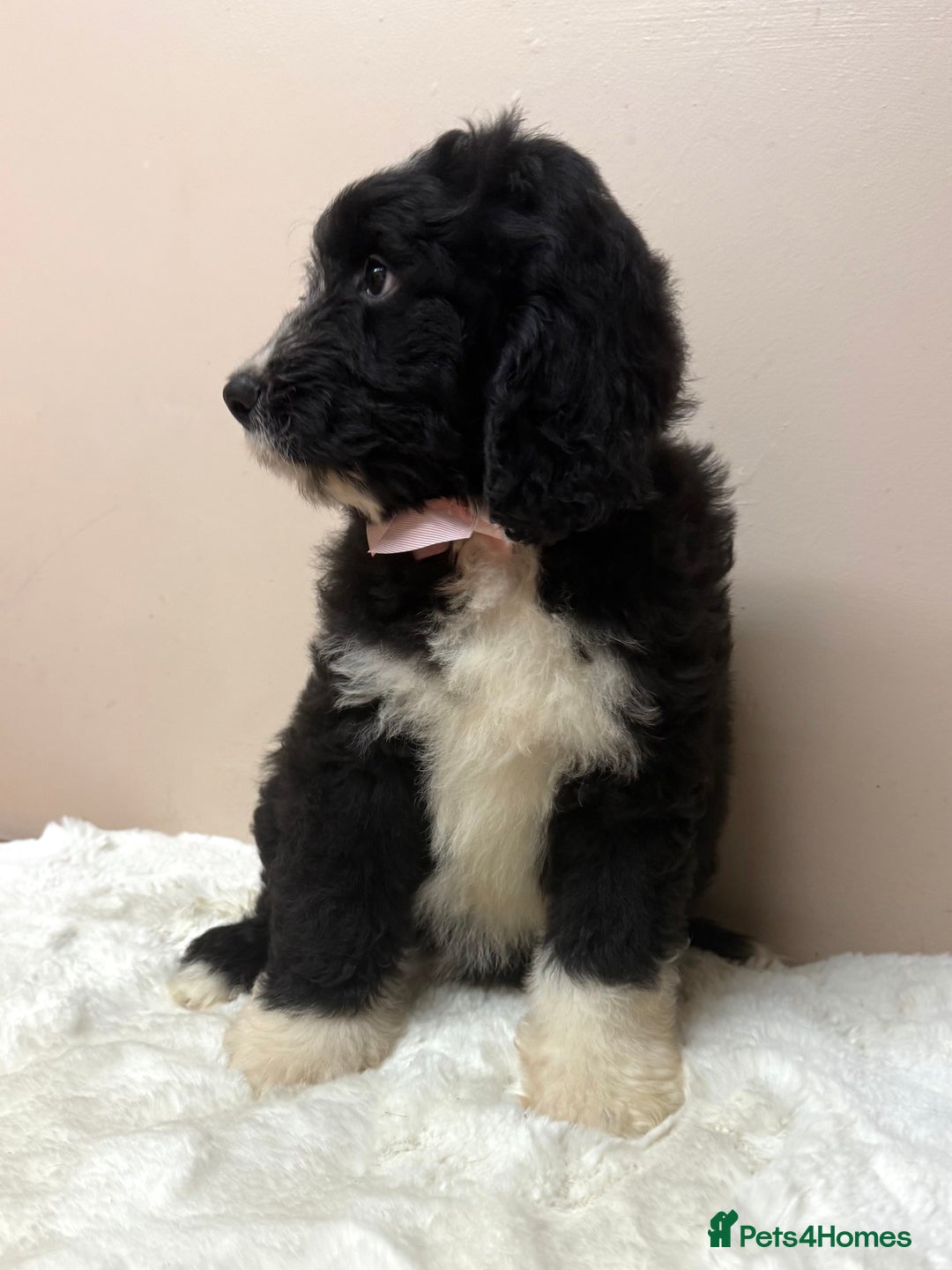 Bernedoodle dogs for sale: F1 Standard Bernerdoodles - Advert 15