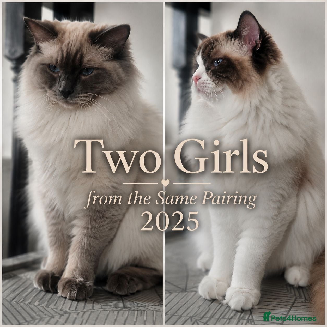 Ragdoll cats for sale: 💖🐾 Beautiful TICA Ragdoll Kittens 🐾💖 - Advert 3