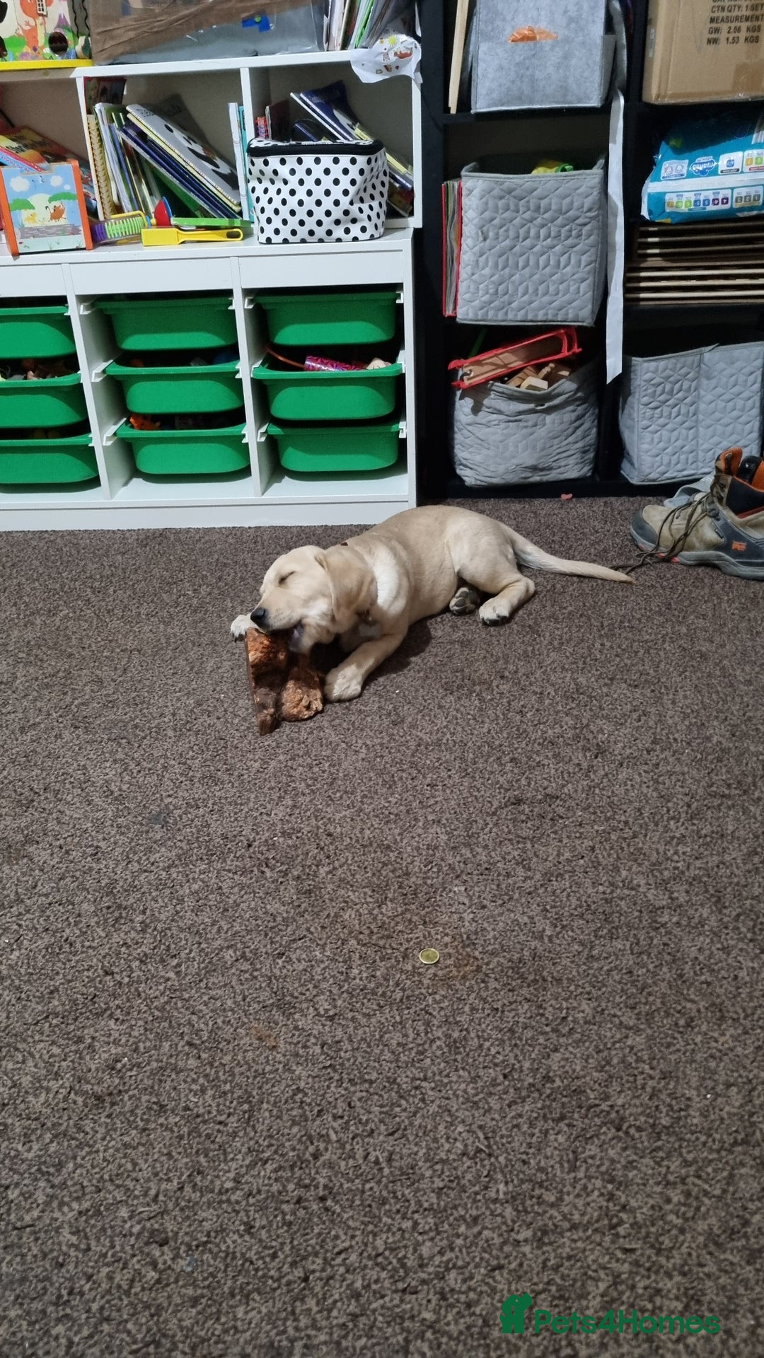 Goldador dogs for sale: Maggie 1 yr old labrador x golden retriever - Image 10