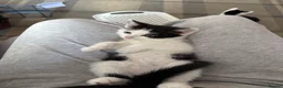 British Shorthair cats for sale: 4 kittens ready,I don’t have the mom!  - Advert 6