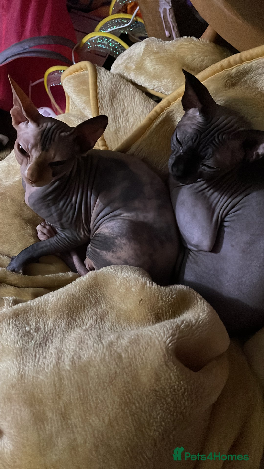 Sphynx cats for sale: Sphynx girl not neutered  - Image 5
