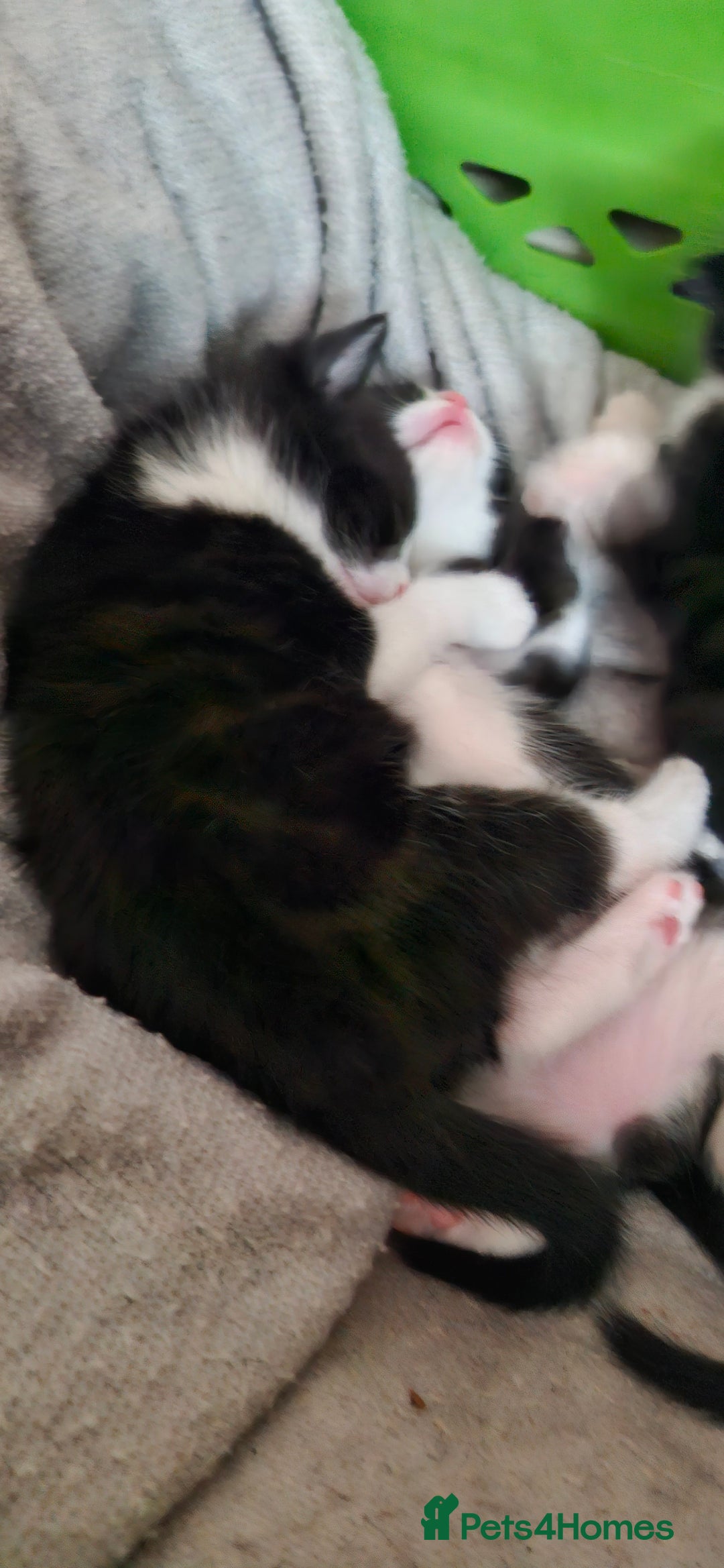 British Shorthair cats for sale: 2 beautiful black and white girls - Image 2