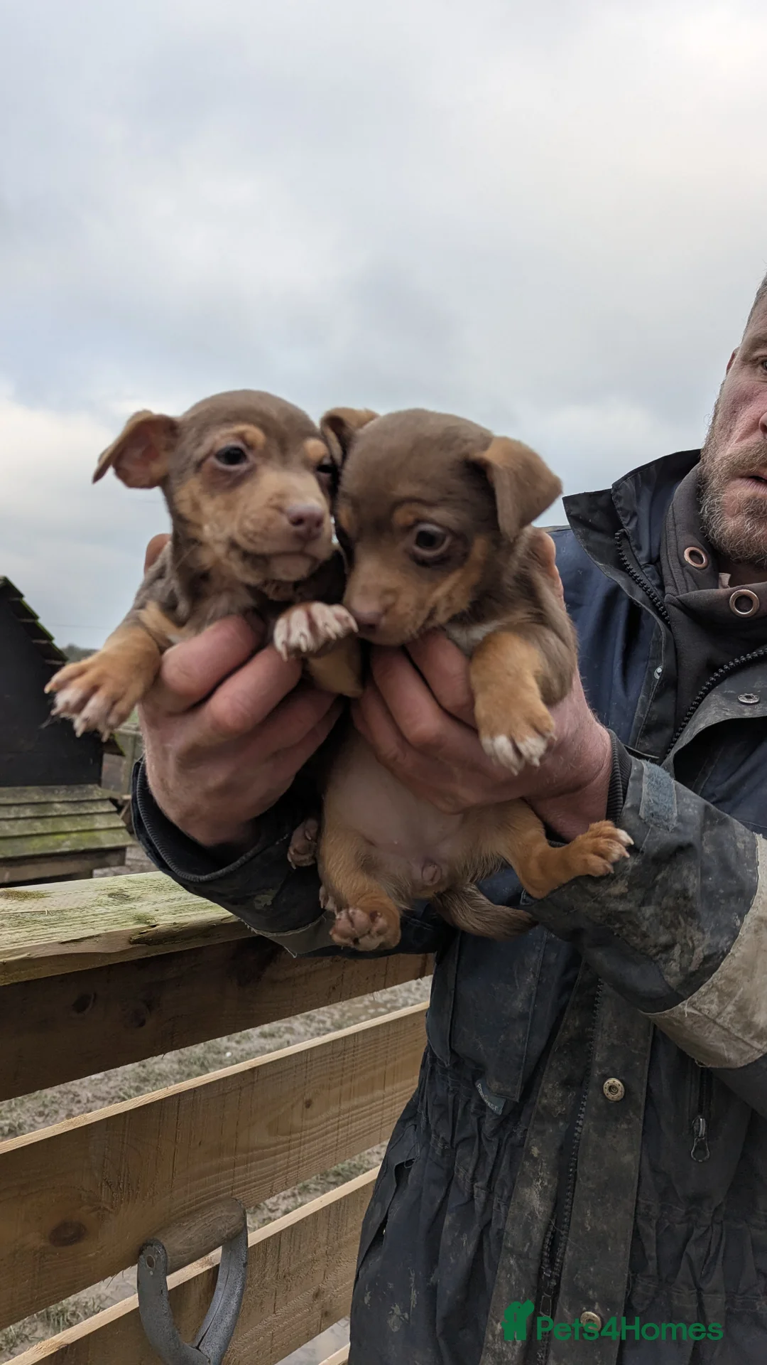 Jack Russell dogs for sale: Jack Russells  - Advert 5