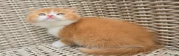 British Shorthair cats for sale: Stunning British Shorthair Kittens  - Advert 16