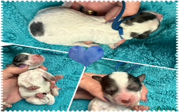 Cockapoo dogs for sale: Beautiful F2b Cockapoo Puppies 3M 3F available - Image 4