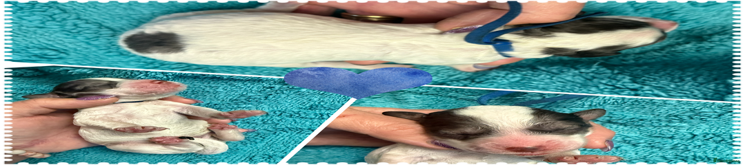 Cockapoo Puppy 3 dark blue collar