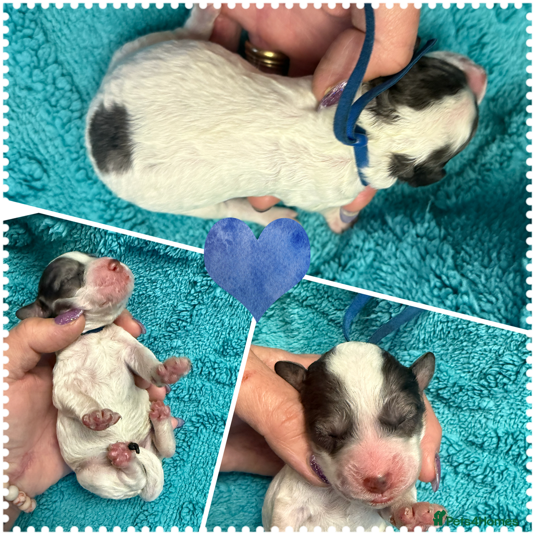 Cockapoo dogs for sale: Beautiful F2b Cockapoo Puppies 3M 3F available - Image 4