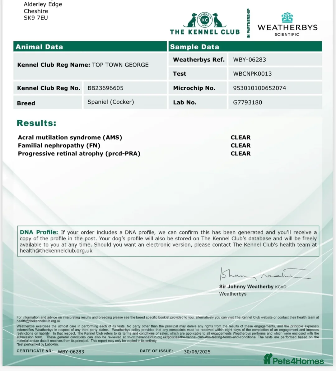 Cocker Spaniel dogs for stud: Black, white and tan Cocker Spaniel for stud - Advert 12