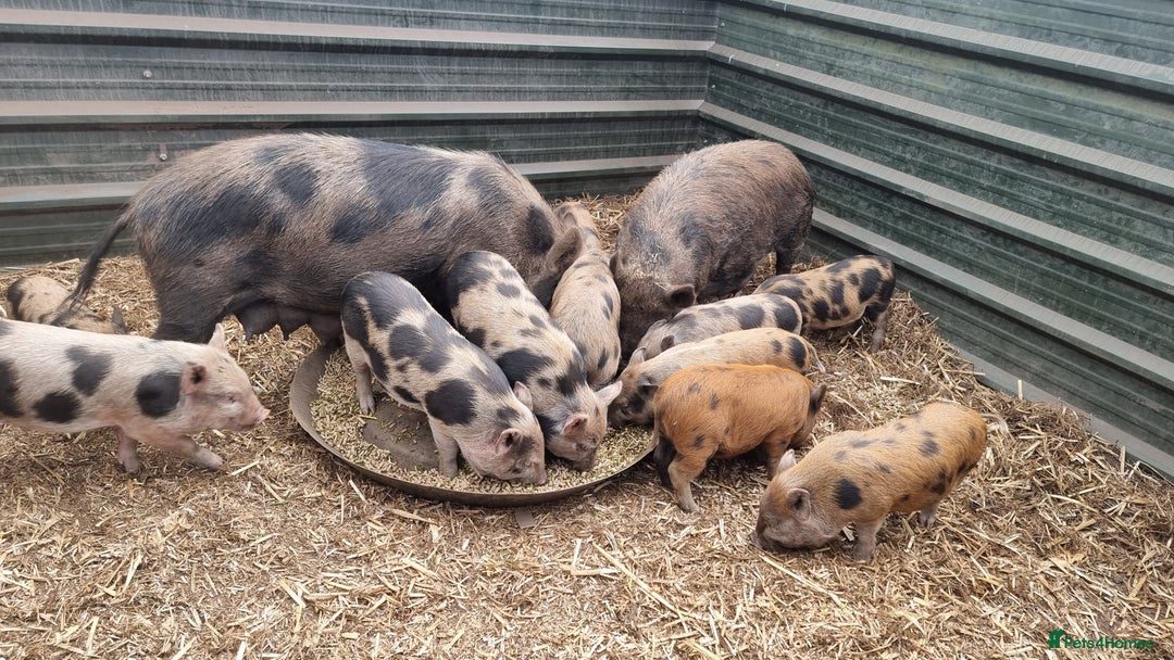 Pig livestock for sale: Minature Piglets - Image 6