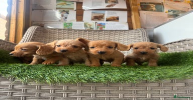 Mixed Breed dogs Stunning daxiepoos - Advert 3