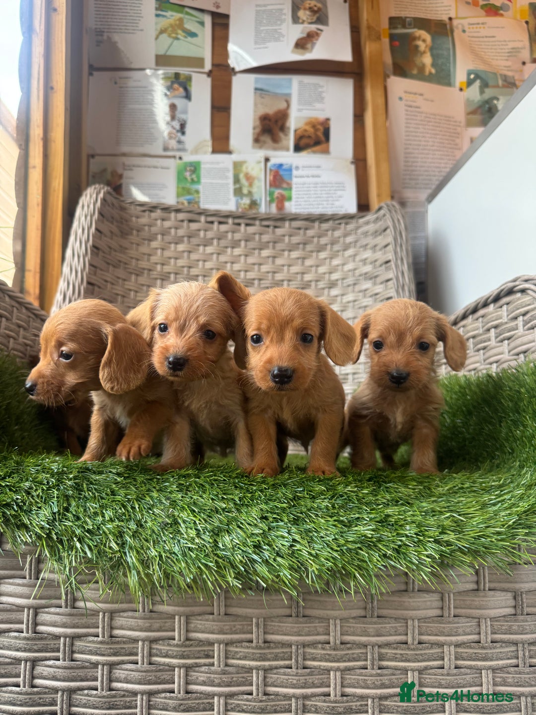 Mixed Breed dogs for sale: Stunning daxiepoos - Advert 2