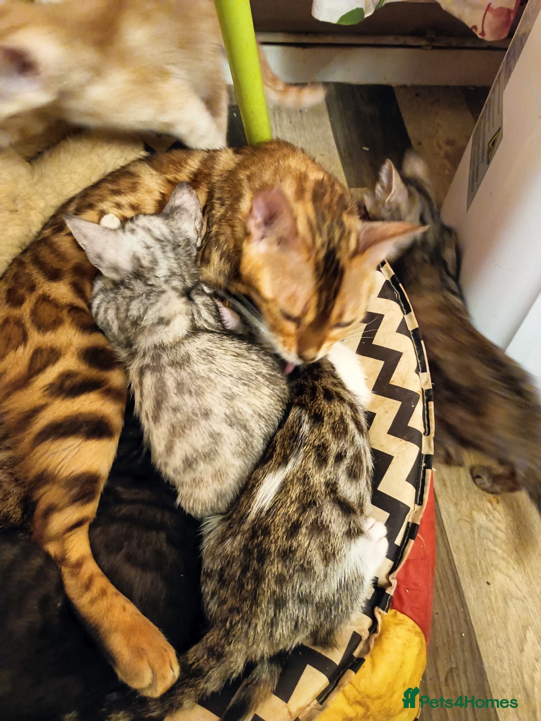 Bengal cats for sale: 🏆Families RARE Bengal X F5 Asian Leopard kittens  - Image 10