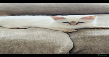 Ragdoll cats - Advert 3