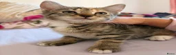 Asian cats for sale: Playful and beautiful Asian tabby kittens - Advert 3