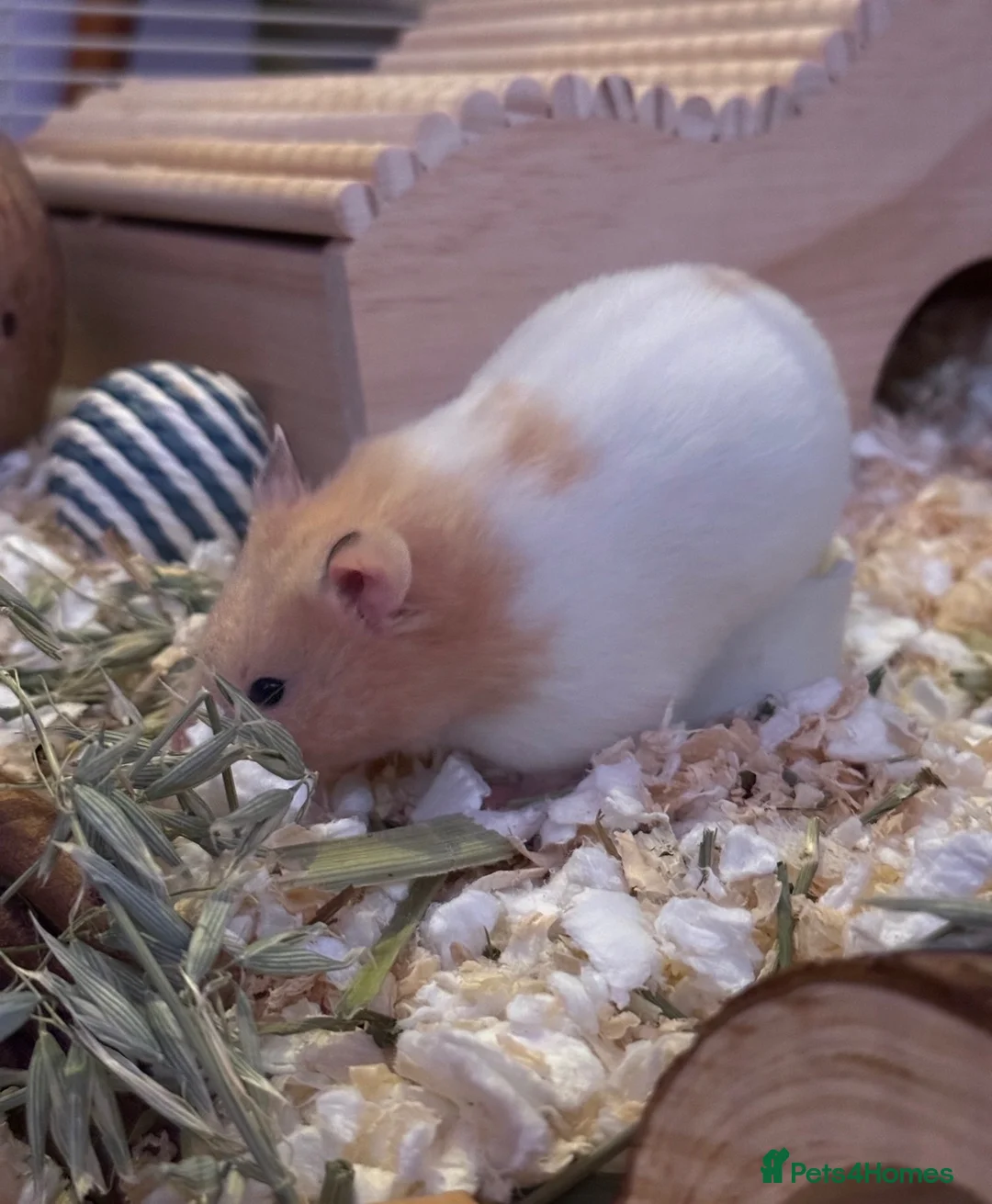 Hamster rodents for sale: Male Syrian hamster + Cage in Retford - Advert 8