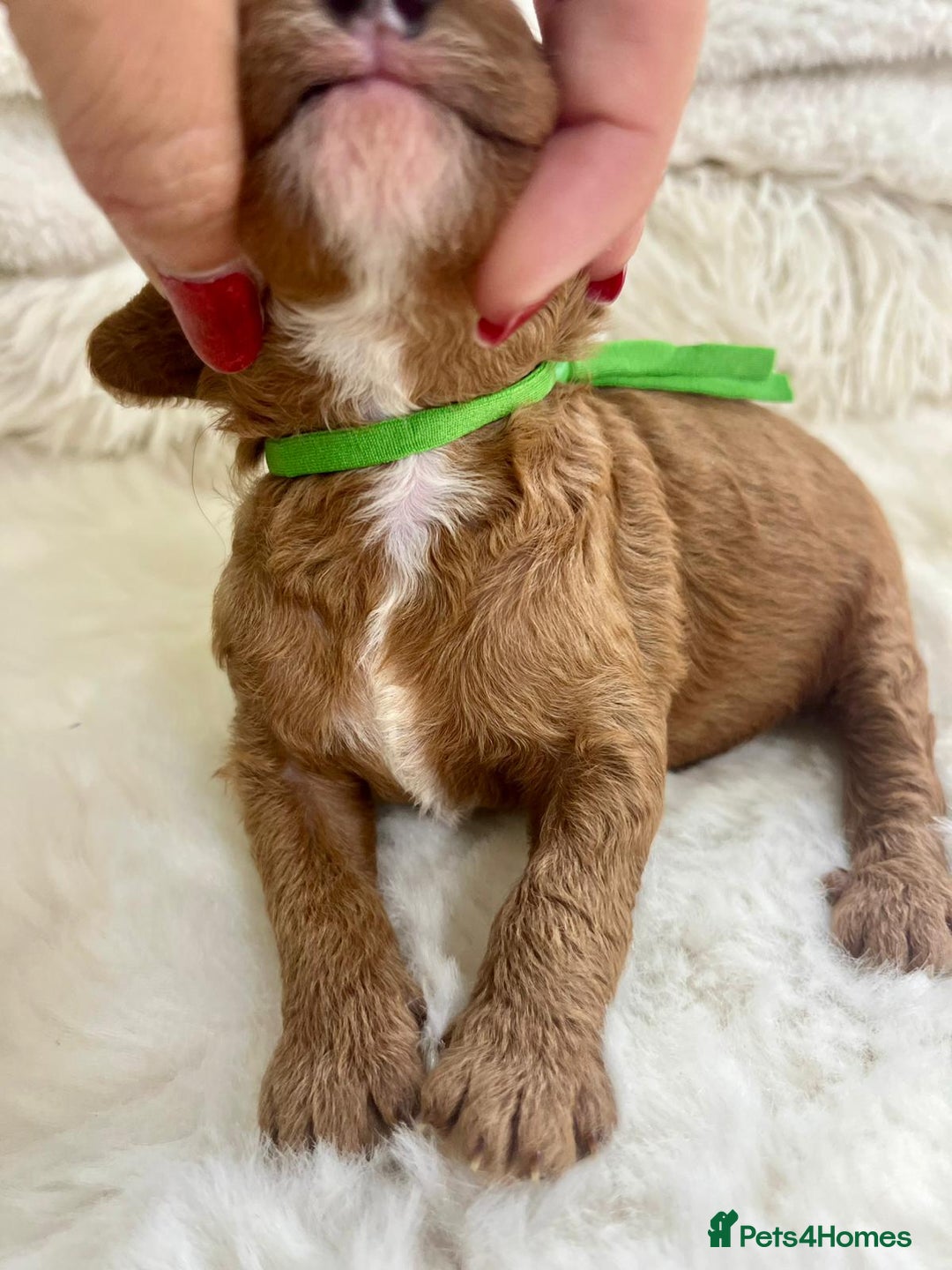 Cavapoo dogs for sale: Top Quality extensively tested F1b Toy cavapoo’s  - Image 5