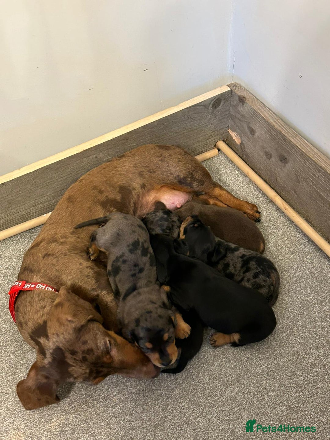 Miniature Dachshund dogs for sale: 3 Beautiful Miniature Dachshund Puppies - Advert 8