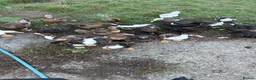 Ducks poultry for sale: Muscovy ducks  - Advert 3