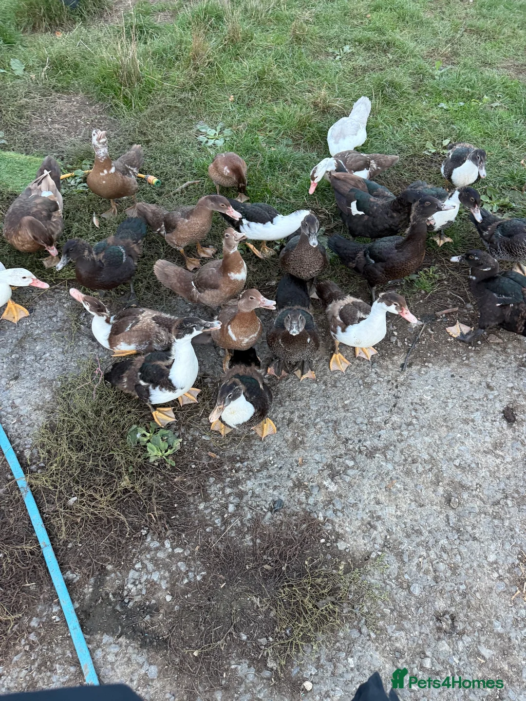 Ducks poultry for sale: Muscovy ducks  - Advert 3