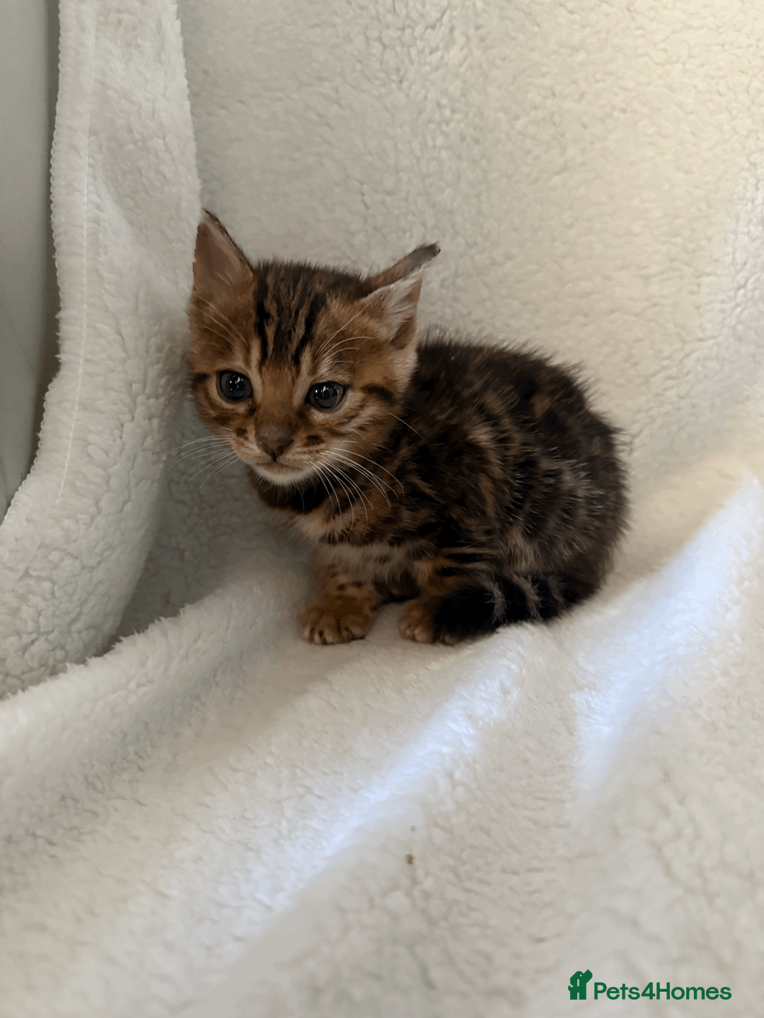 Bengal cats for sale: 5 Beautiful Bengal Brown Rosetted Kittens in London - Advert 9