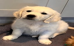 Golden Retriever dogs for sale: Stunning quality golden retriever puppies - Advert 21