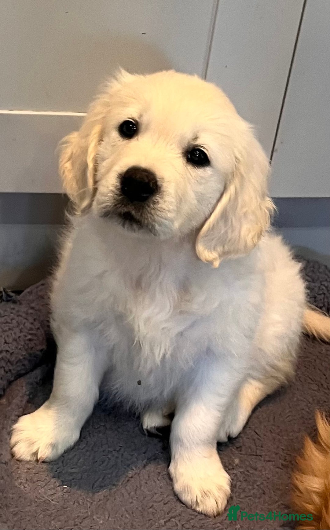 Golden Retriever dogs for sale: Stunning quality golden retriever puppies - Advert 21