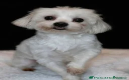 Maltipoo dogs for sale: F1 Toy Maltipoos - Image 39