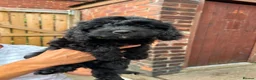 Cavapoo dogs for sale: ⭐️4 Stunning little black cavapoos⭐️ - Advert 21