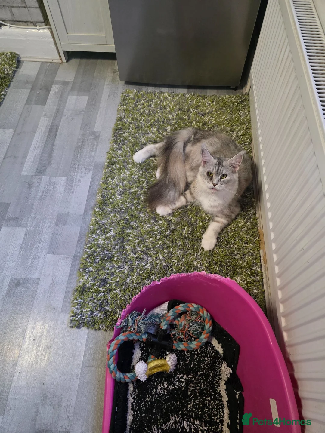 Maine Coon cats for sale: PEDIGREE MAINE COON KITTENS  - Advert 1