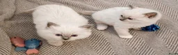 Ragdoll cats for sale: 🏆 GRAND CHAMPION SIRED • GCCF RAGDOLL KITTENS 🏆 - Advert 4