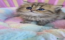 Persian cats for sale: Pure chinchilla Persians!!  - Image 2