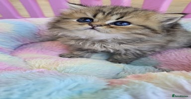 Persian cats - Advert 4