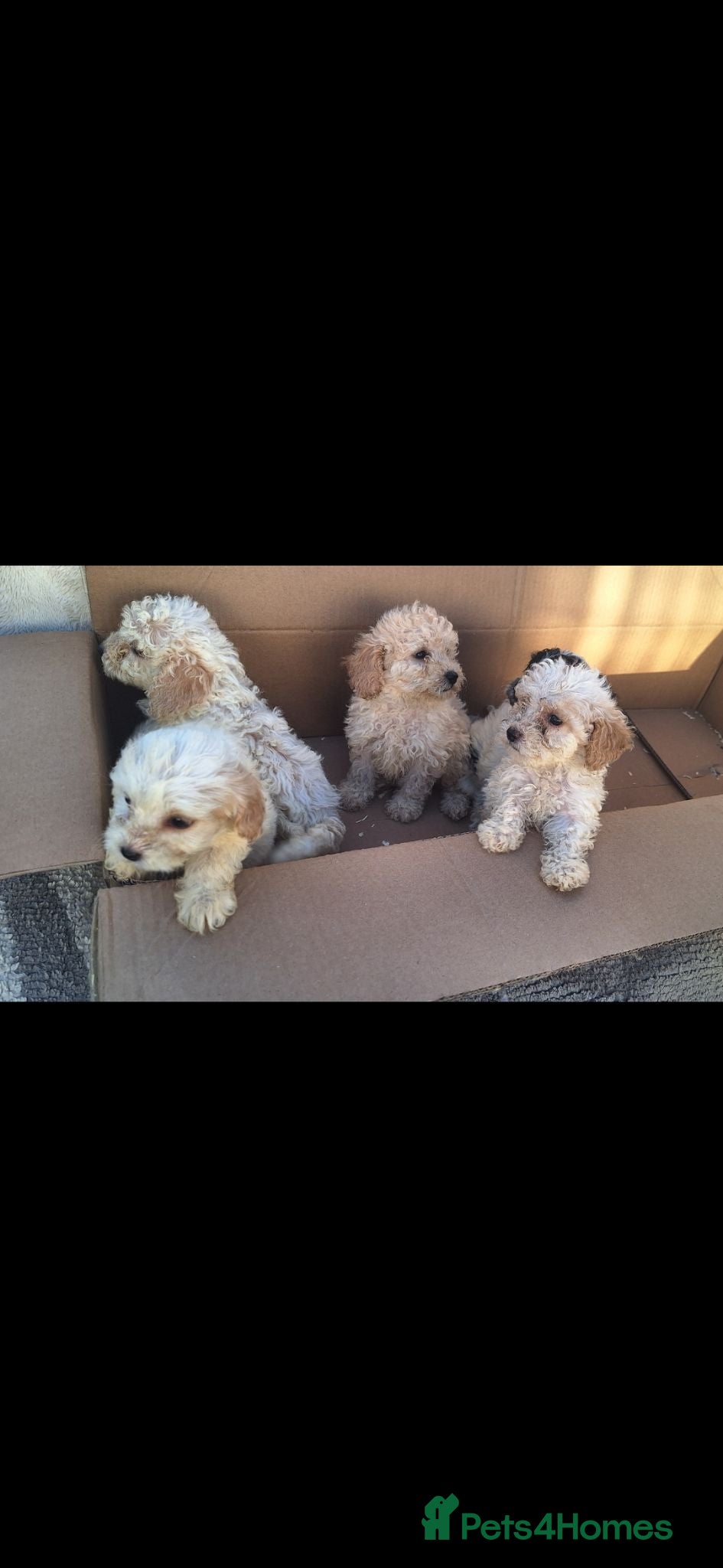 Cockapoo dogs 5 gorgeous cockapoo puppies - Advert 1
