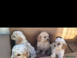 Cockapoo dogs 5 gorgeous cockapoo puppies - Advert 2