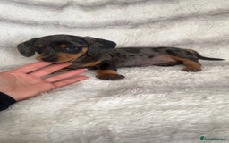 Miniature Dachshund dogs for sale: Miniature Dachshund puppies - Image 6