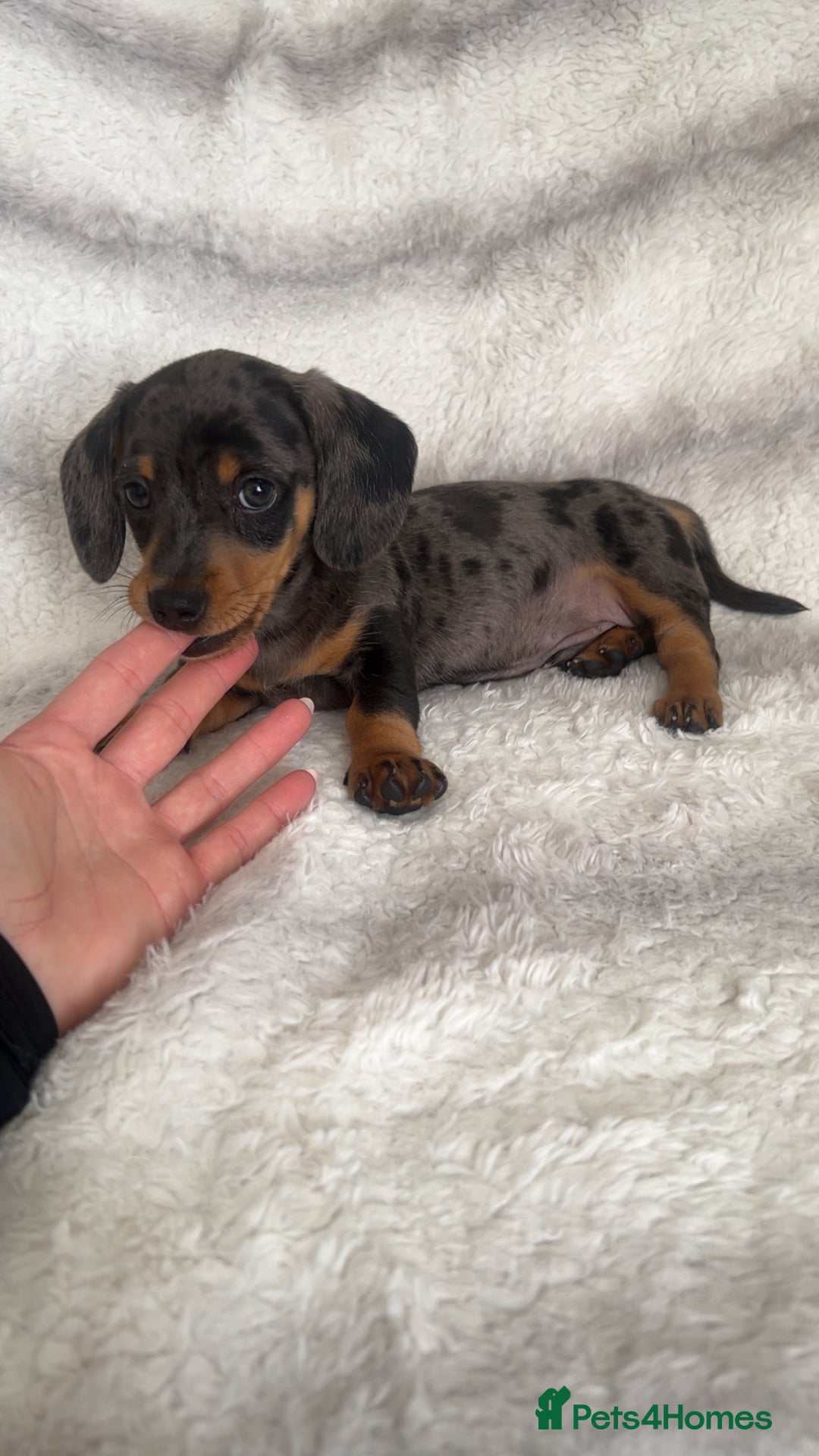 Miniature Dachshund dogs for sale: Miniature Dachshund puppies - Image 6
