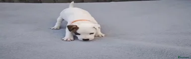 Plummer Terrier 5