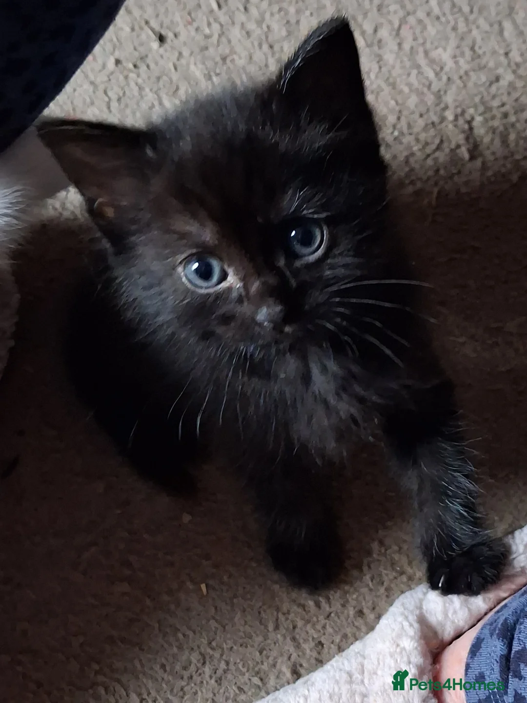 Ragdoll cats for sale: CUTE RAGDOLL KITTENS  - Advert 2