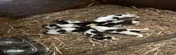 English Springer Spaniel dogs for sale: Springer Spaniel Pups - Advert 4