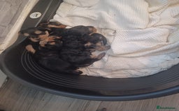 Yorkshire Terrier dogs for sale: Yorkshire terrier pupys - Image 1