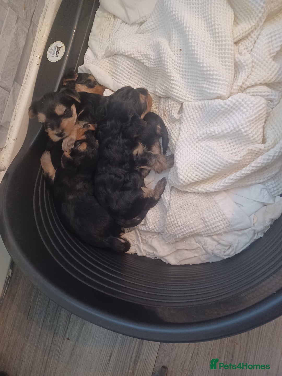 Yorkshire Terrier dogs for sale: Yorkshire terrier pupys - Image 1