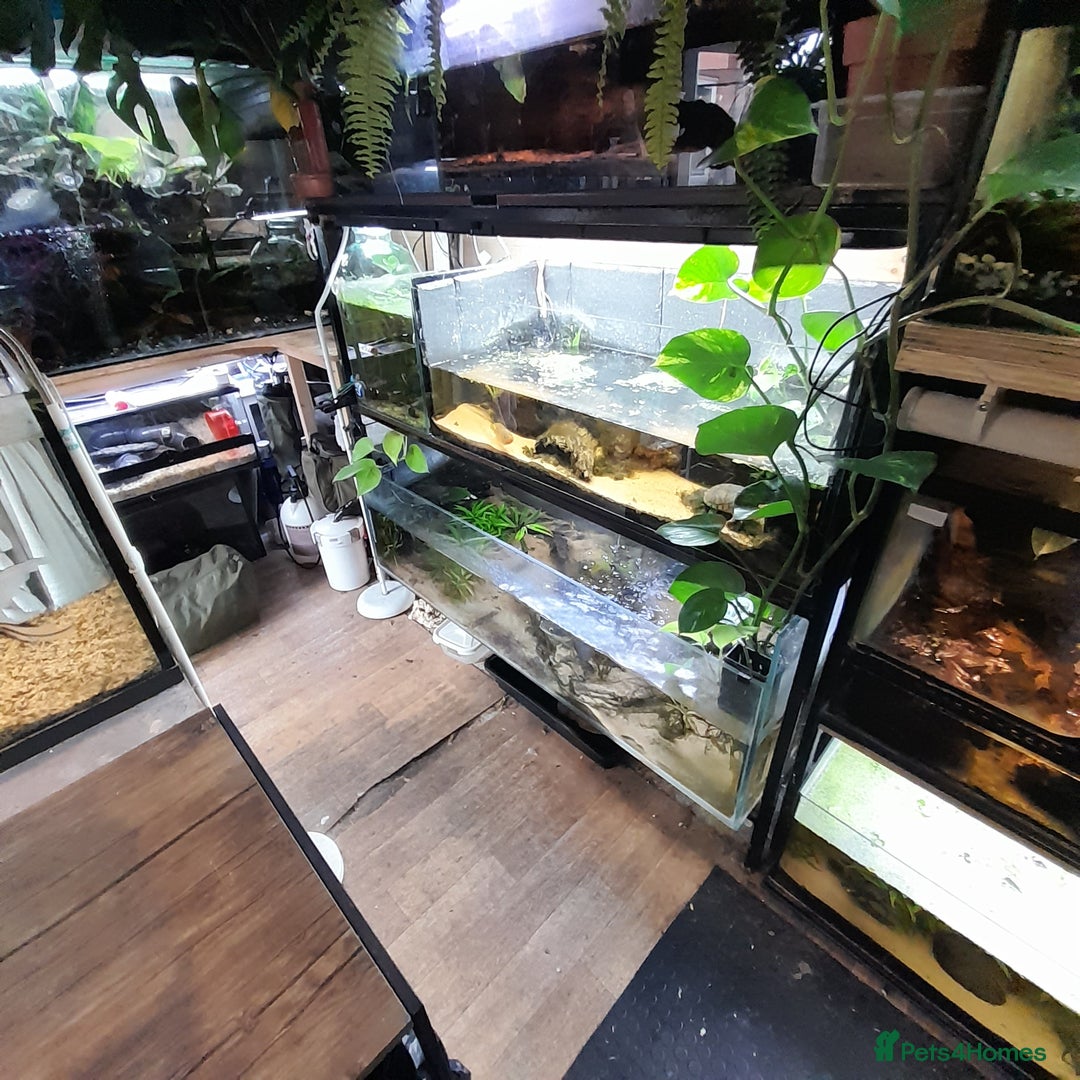 Gecko reptiles for sale: Geckos Fish Frogs full setups - Image 8