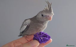 Cockatiels birds for sale: Hand reared silly tame DNA sexed baby cockatiels  - Image 5