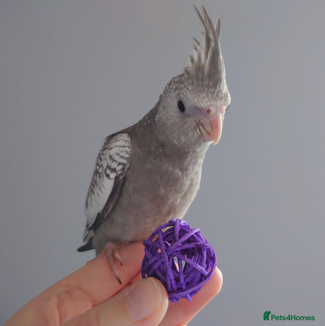 Cockatiels birds for sale: Hand reared silly tame DNA sexed baby cockatiels  - Image 5