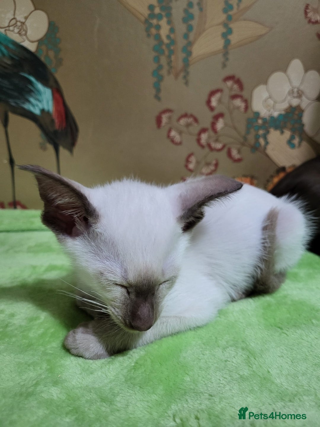 Oriental cats for sale: 7 GCCF Oriental & Siamese Kittens - Advert 10