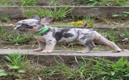 French Bulldog dogs for sale: Stunning blue & lilac merle READY for new homes 🏡 - Image 19