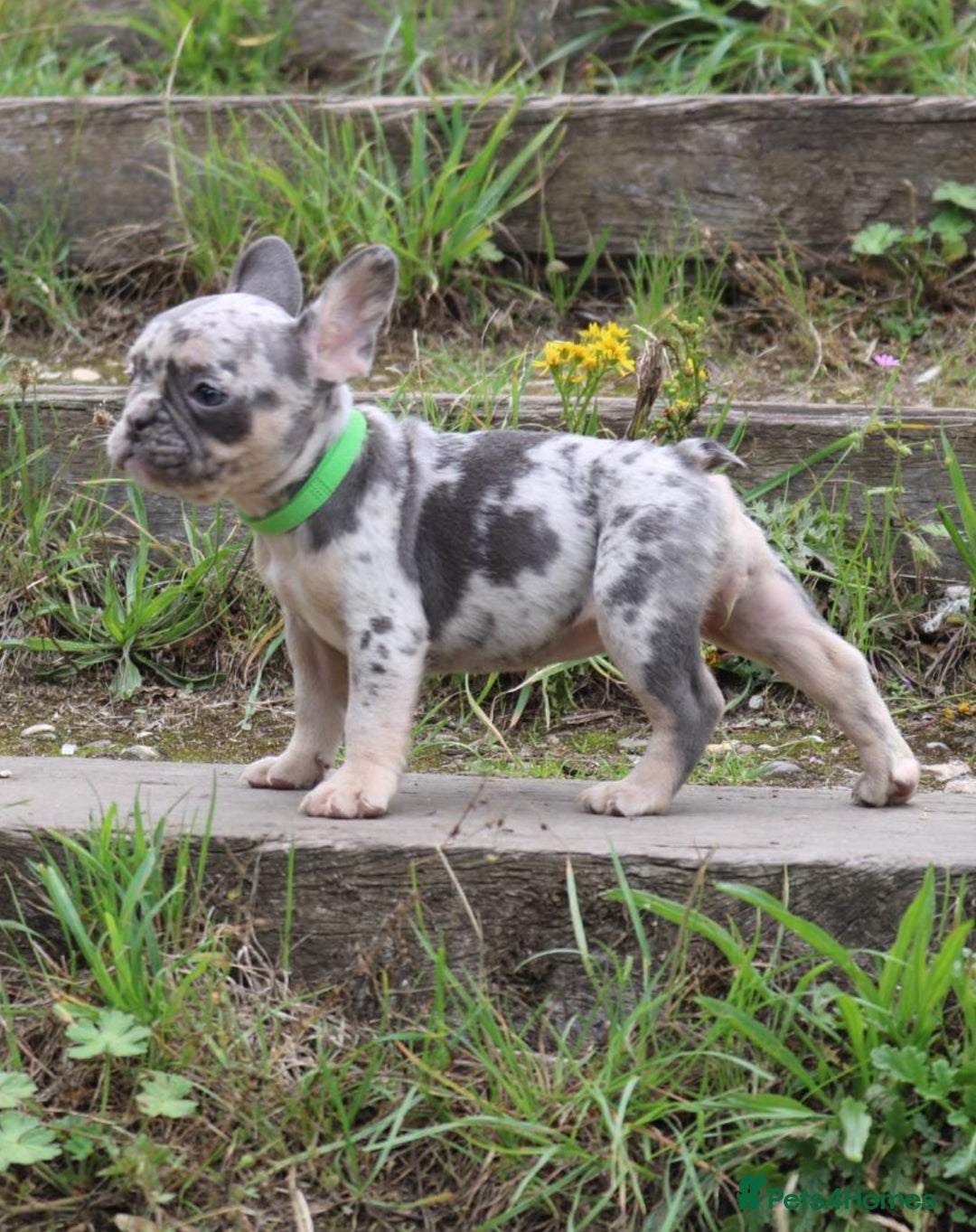 French Bulldog dogs for sale: Stunning blue & lilac merle READY for new homes 🏡 - Image 19