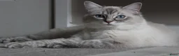 Ragdoll cats for sale: GCCF Reg Ragdoll Kittens – Outstanding GrCh Lines in Droitwich - Advert 11